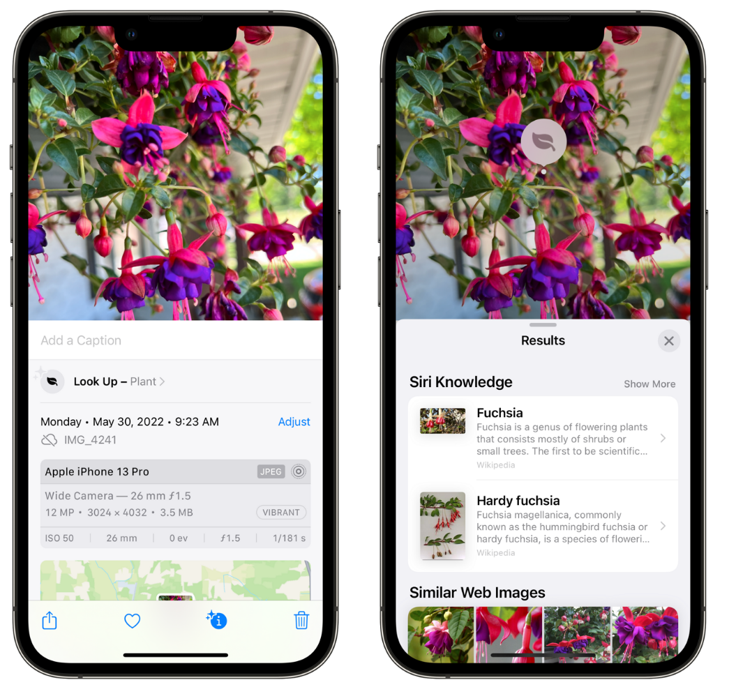 河源苹果手机维修分享小技巧：使用 iPhone 相机识别花卉植物 